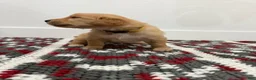 Golden Retriever dogs for sale: Gold Girl - Ad 5