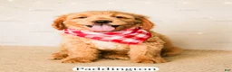 Goldendoodle dogs for sale: Paddinton - Ad 14