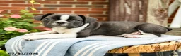 Frenchton dogs for sale: Declan - Ad 5
