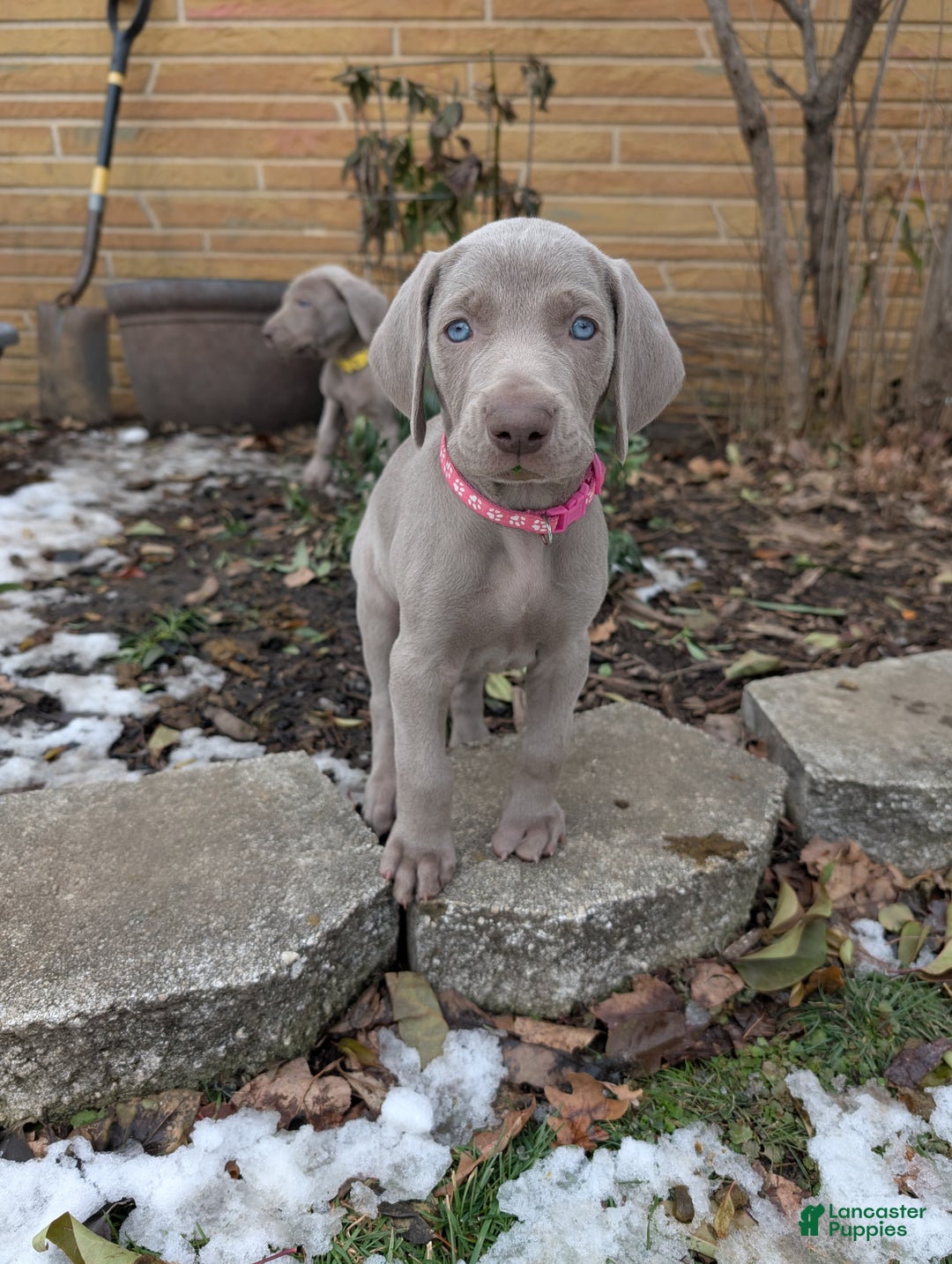 Weimaraner dogs for sale: Vega - Ad 3