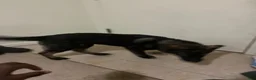 Gerberian Shepsky dogs for sale: Gerberian Shepsky Puppy 1 - Ad 4
