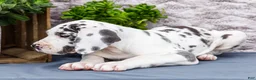 Great Dane dogs for sale: Kelly - Ad 3