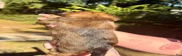 Shorkie dogs for sale: Hazel - Ad 4
