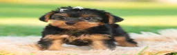 Yorkshire Terrier dogs for sale: Leo - Ad 9