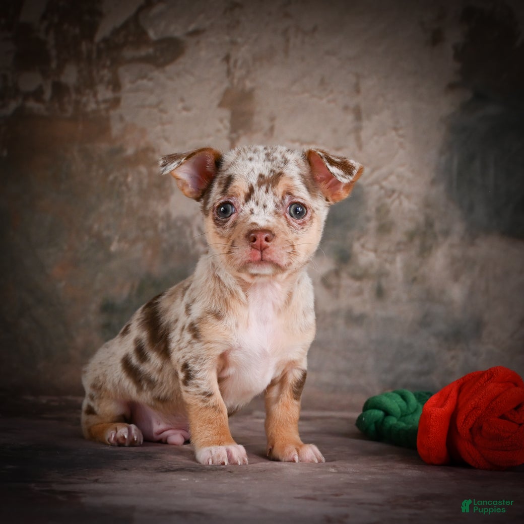 Chihuahua dogs for sale: Cash - Ad 9
