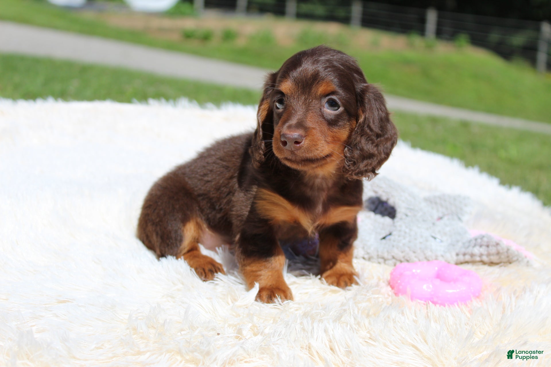 Miniature Dachshund dogs Olivia - Ad 2