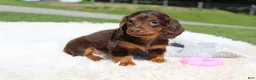 Miniature Dachshund dogs for sale: Olivia - Ad 2