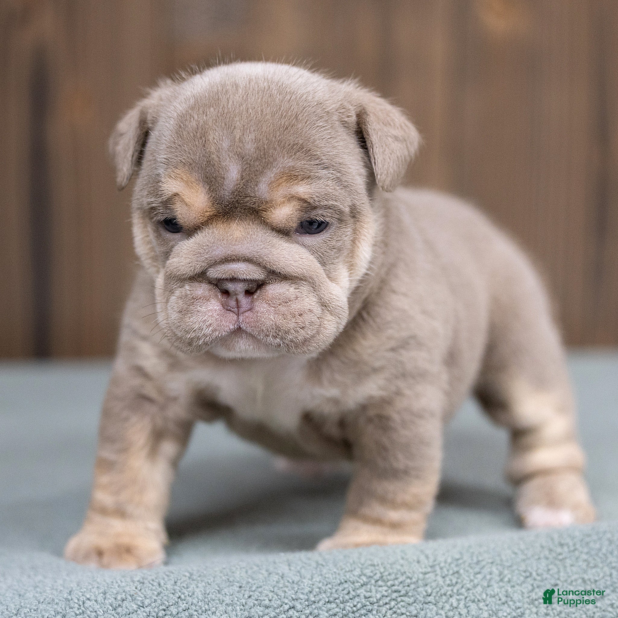 English Bulldog dogs Marine Rue English Bulldog  - Ad 2