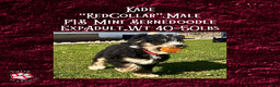 Mini Bernedoodle dogs for sale: Kade “Red Collar” Male - Ad 5