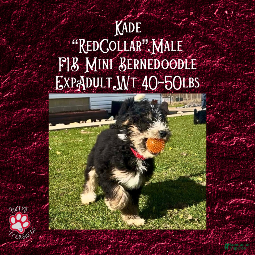 Mini Bernedoodle dogs for sale: Kade “Red Collar” Male - Ad 5