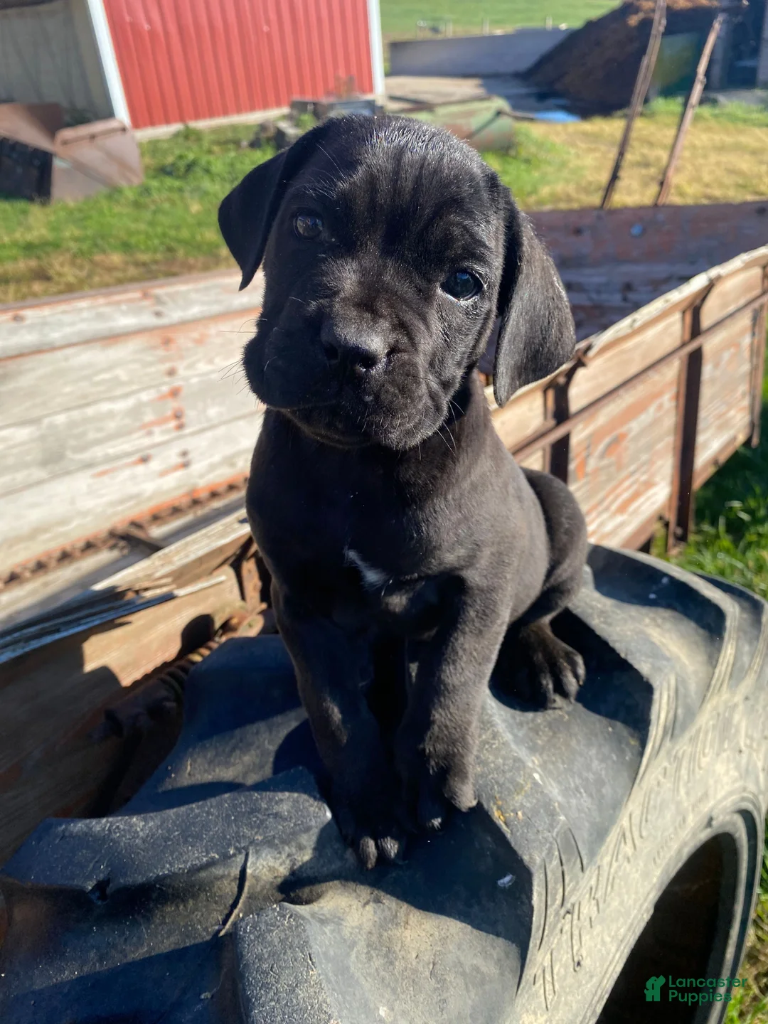 Cane Corso dogs for sale: Chance - Ad 9