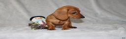 Miniature Dachshund dogs for sale: Chole - Ad 15