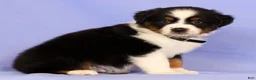 Miniature Australian Shepherd dogs for sale: David - Ad 4