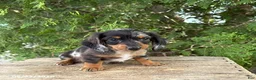 Dachshund dogs for sale: Ace - Ad 3