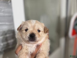 Mixed Breed dogs Pomapoo Puppy 2 - Ad 32