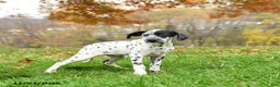 Dalmatian dogs for sale: Noland  - Ad 2