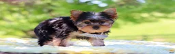 Yorkshire Terrier dogs for sale: Bolt - Ad 4