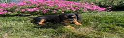 Cavalier King Charles Spaniel dogs for sale: Roscoe - Ad 2