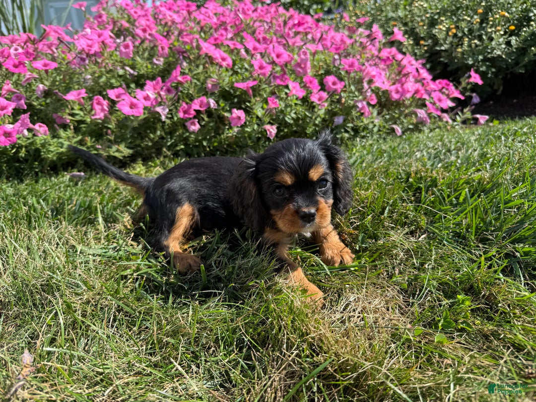 Cavalier King Charles Spaniel dogs for sale: Roscoe - Ad 2
