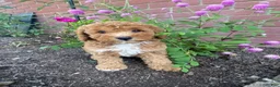 Miniature Poodle dogs for sale: Hazel - Ad 13