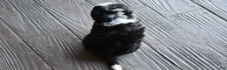 Mini Bernedoodle dogs for sale: Cuddles - Ad 14