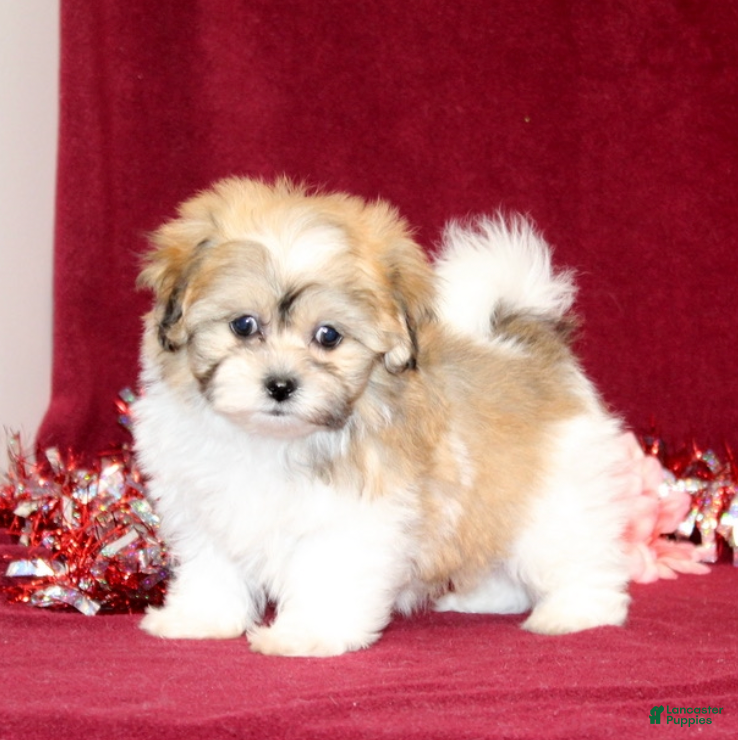 Teddy Bear dogs Yodel - Ad 7