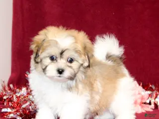 Teddy Bear dogs Yodel - Ad 7