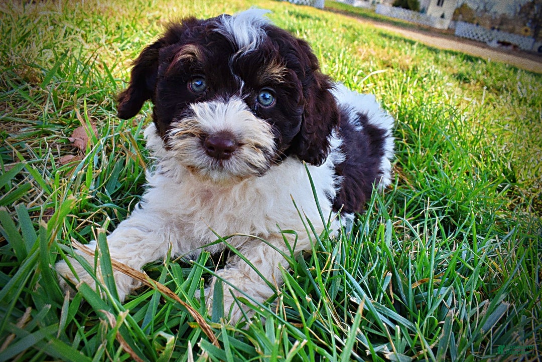 Havapoo dogs for sale: Presley - Ad 12