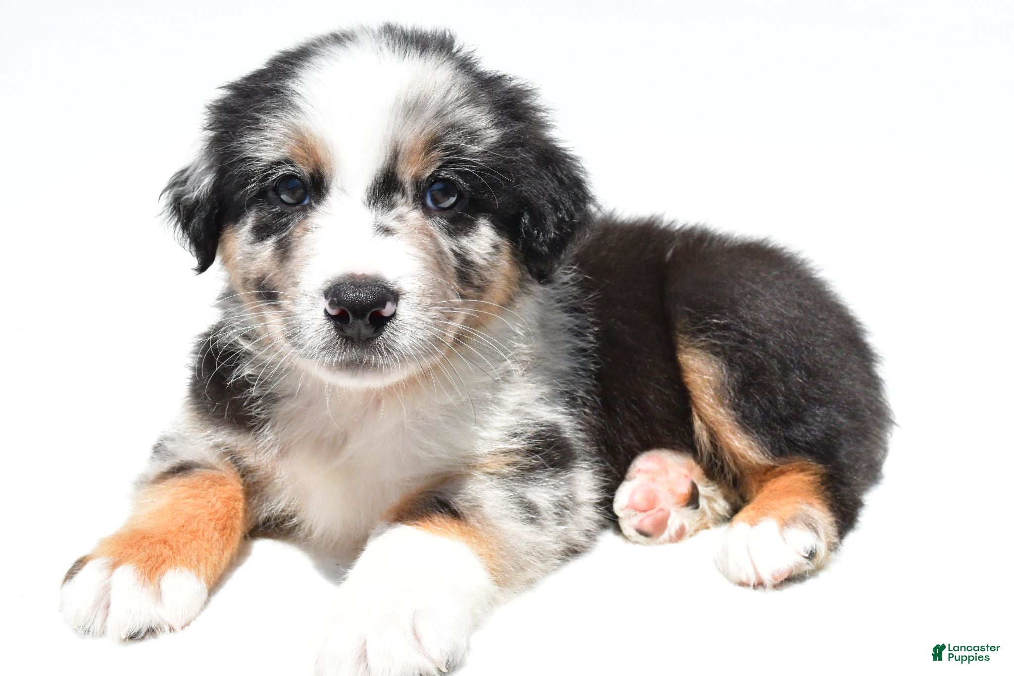 Australian Shepherd dogs Cody - Ad 2