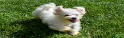 Maltese dogs for sale: Rusty ✨ - Ad 3