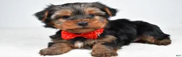 Yorkshire Terrier dogs for sale: Benny - Ad 1