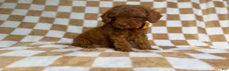 Cockapoo dogs for sale: Mathew  - Ad 2