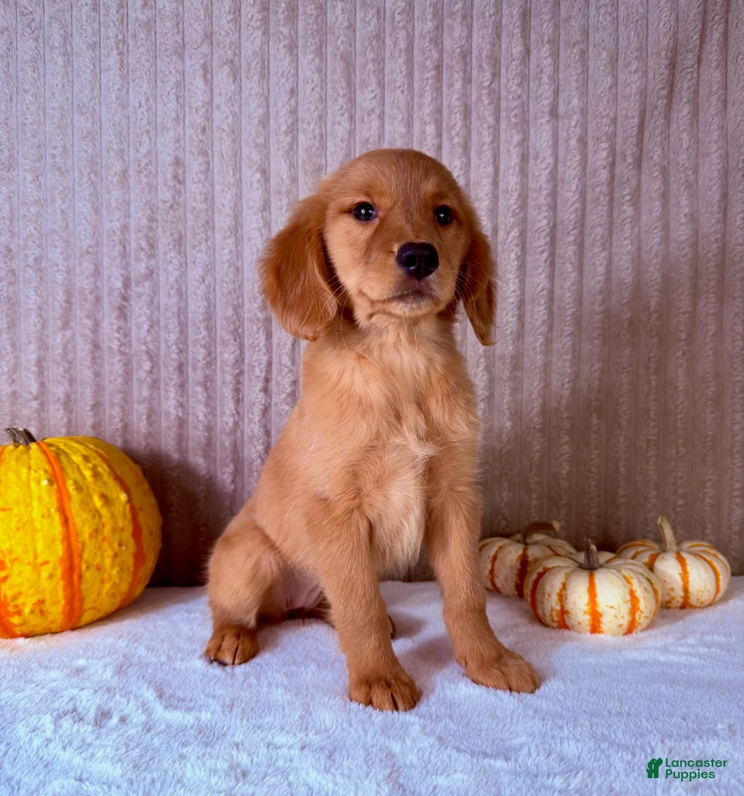 Golden Retriever dogs for sale: Draco - Ad 1