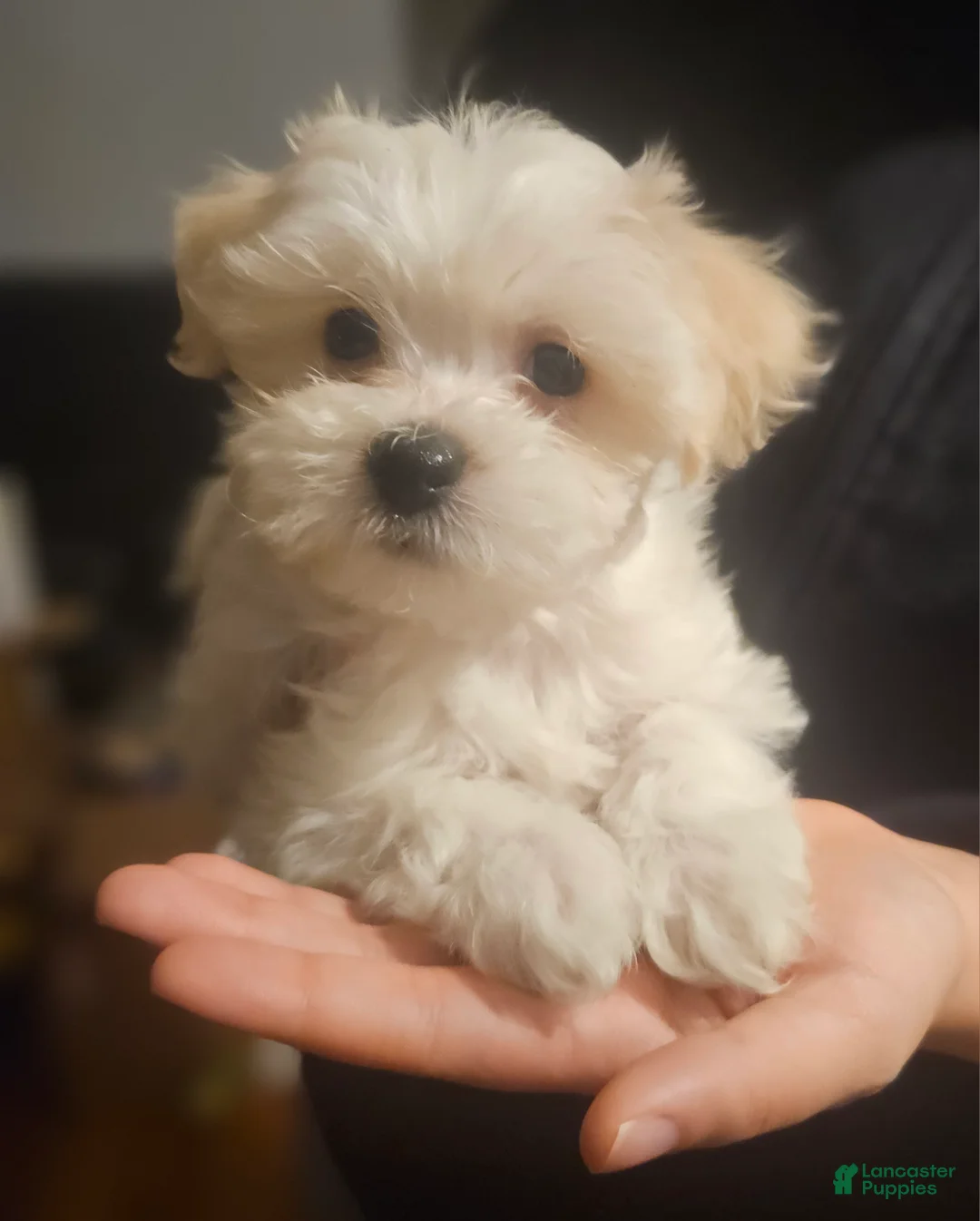 Mixed Breed dogs for sale: Blanca - Ad 1