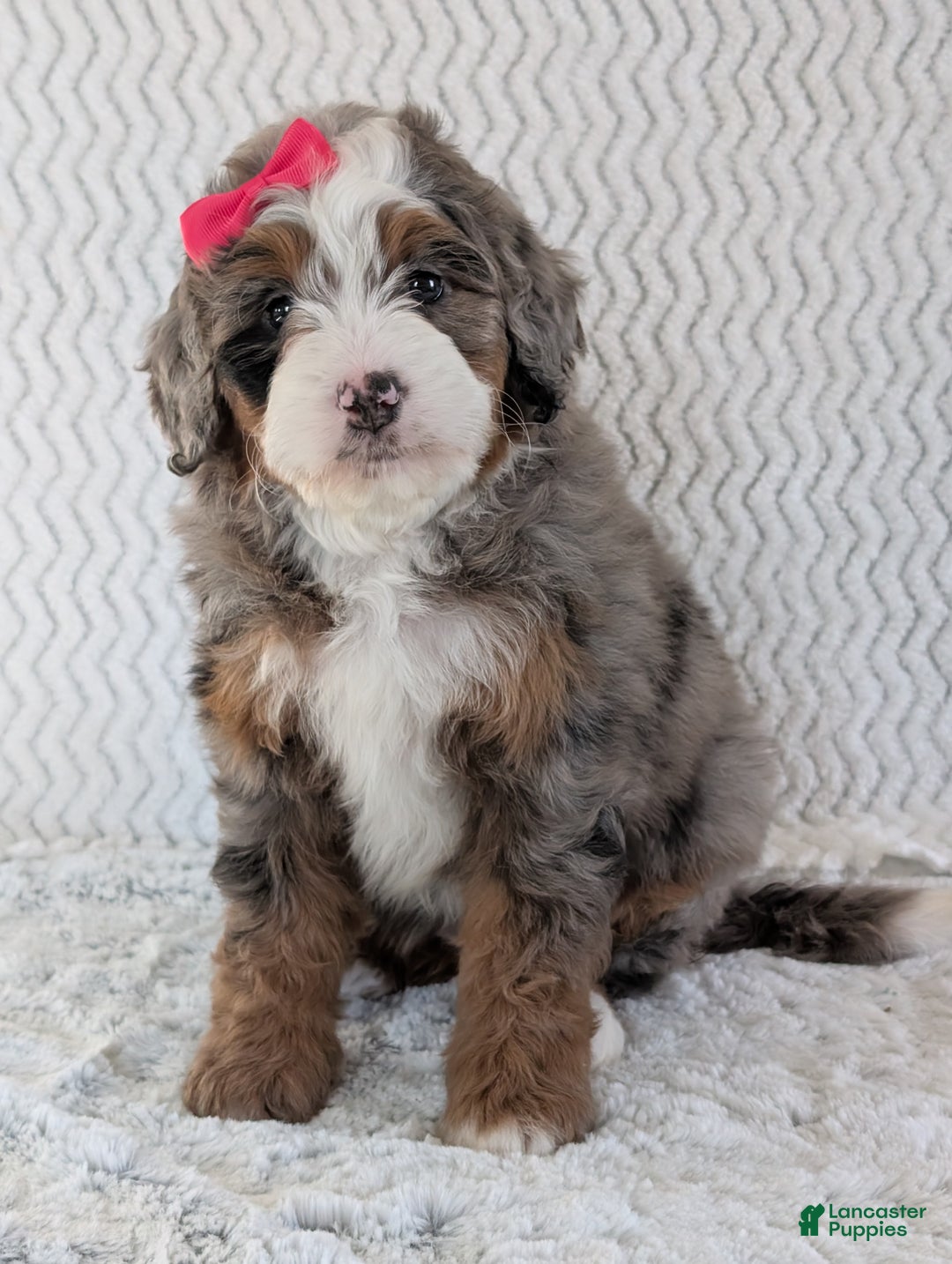 Mini Bernedoodle dogs for sale: Mini Sadie  - Ad 12