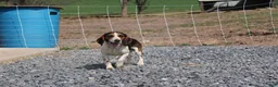 Beagle dogs for sale: Elikhana - Ad 9