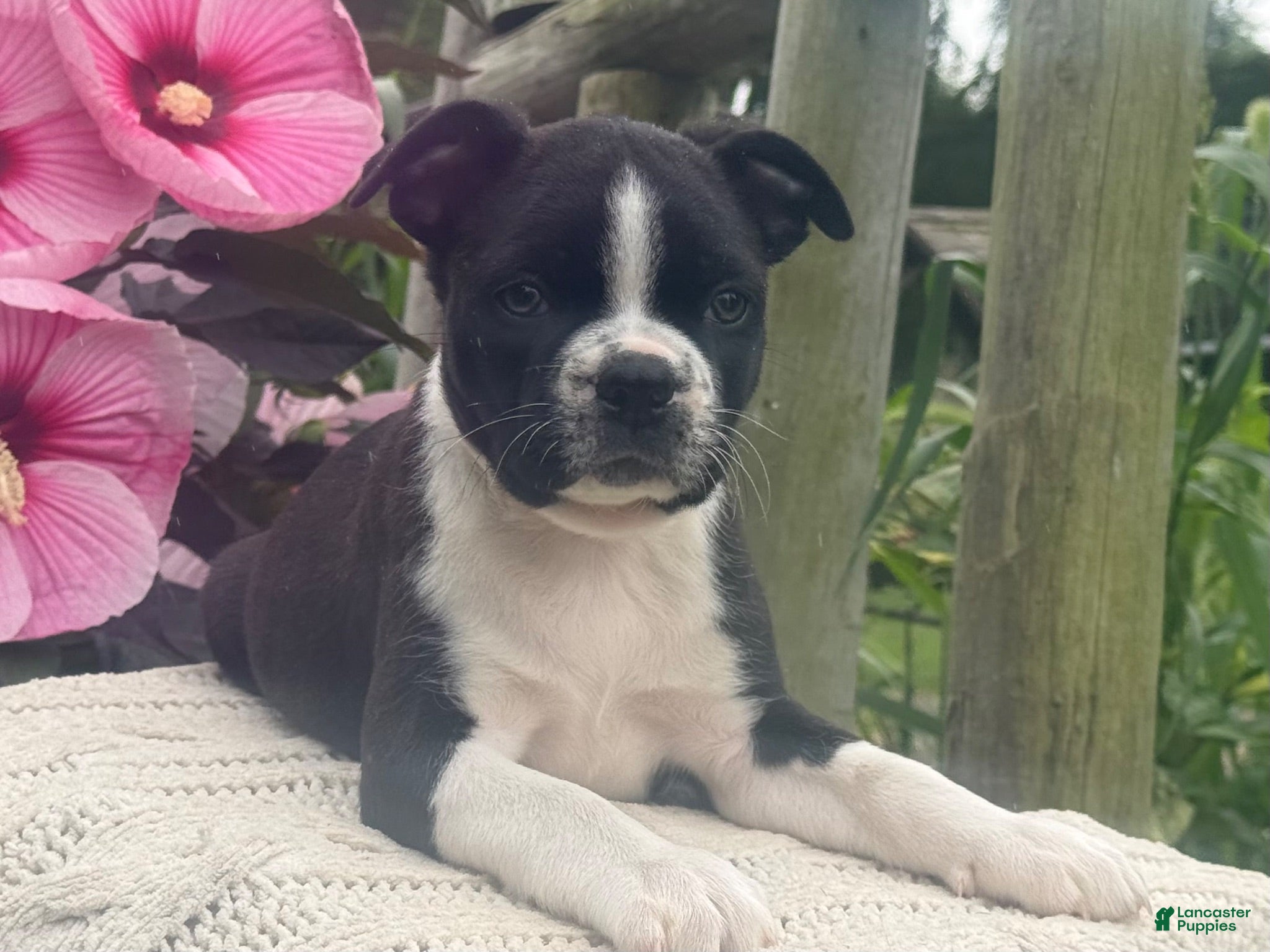 Boston Terrier dogs Sammy - Ad 2