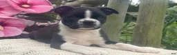 Boston Terrier dogs for sale: Sammy - Ad 2