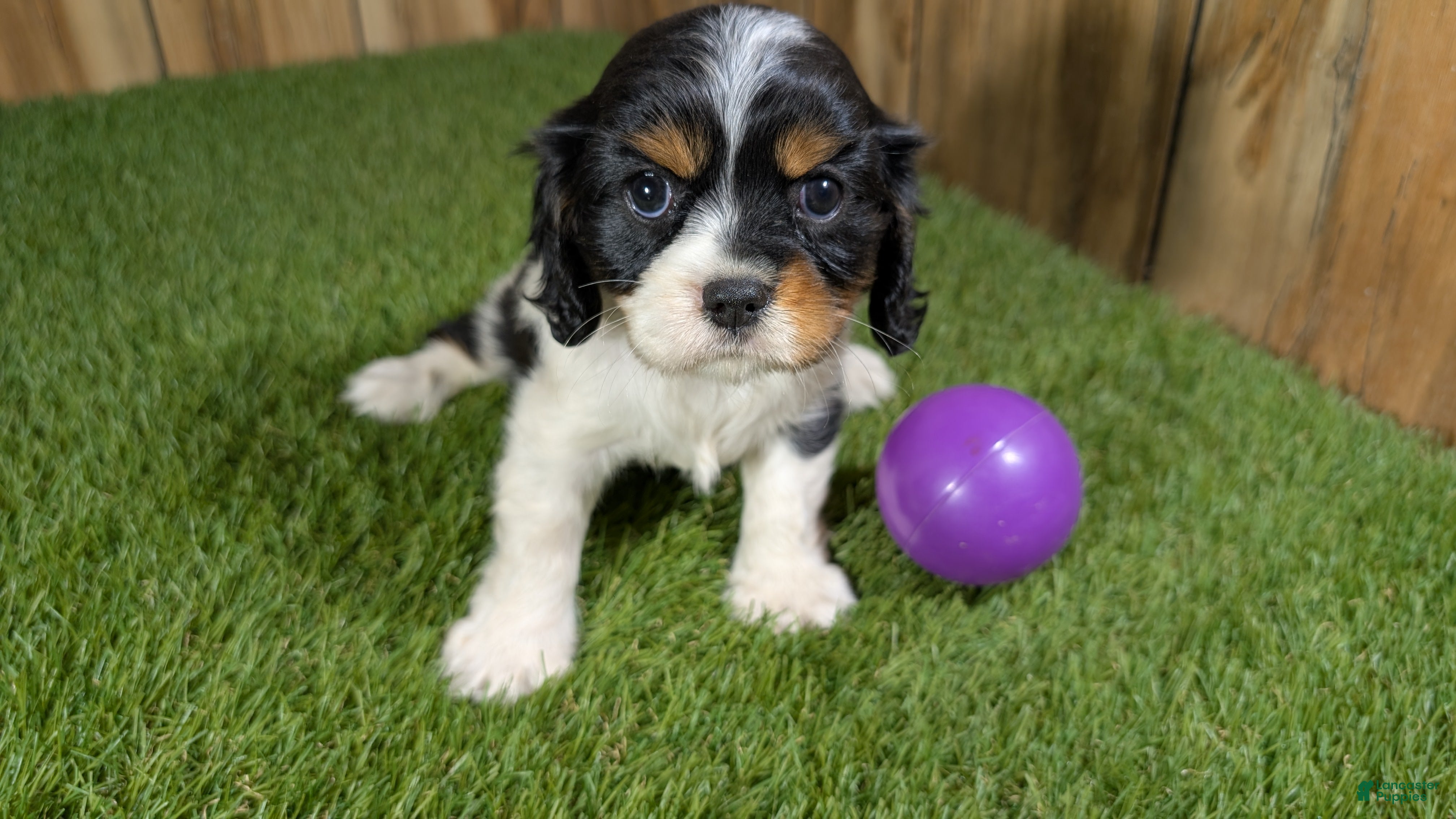 Cavalier King Charles Spaniel dogs Gracie Girl 1 - Ad 2