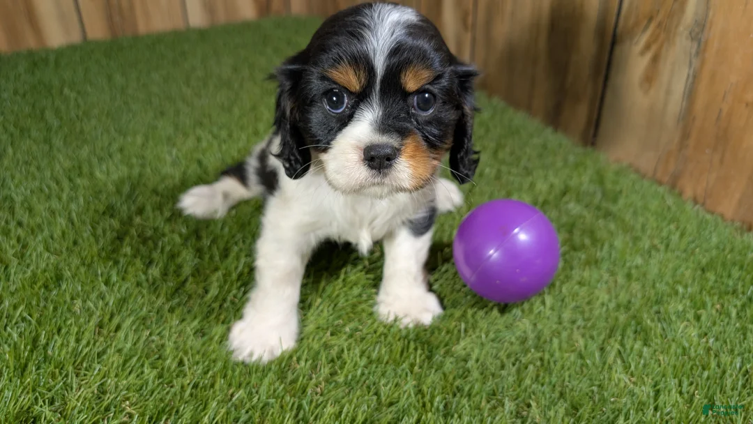 Cavalier King Charles Spaniel dogs for sale: Gracie Girl 1 - Ad 2