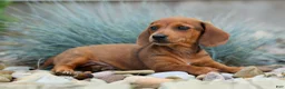 Miniature Dachshund dogs for sale: Tyson 💙 - Ad 3