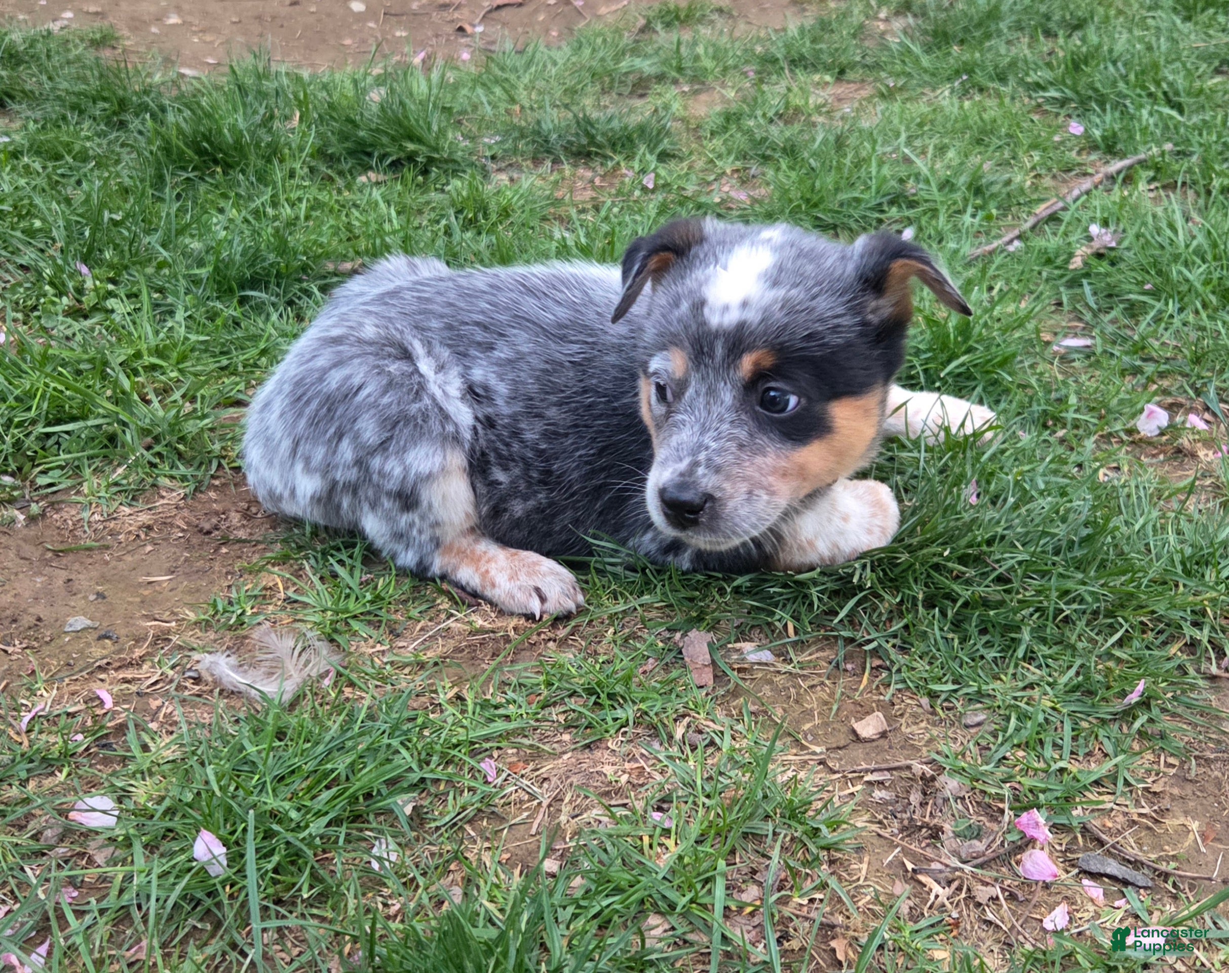 Australian Cattle Dog dogs Jasmine - Ad 2