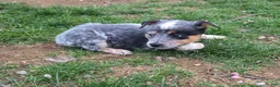 Australian Cattle Dog dogs for sale: Jasmine - Ad 2