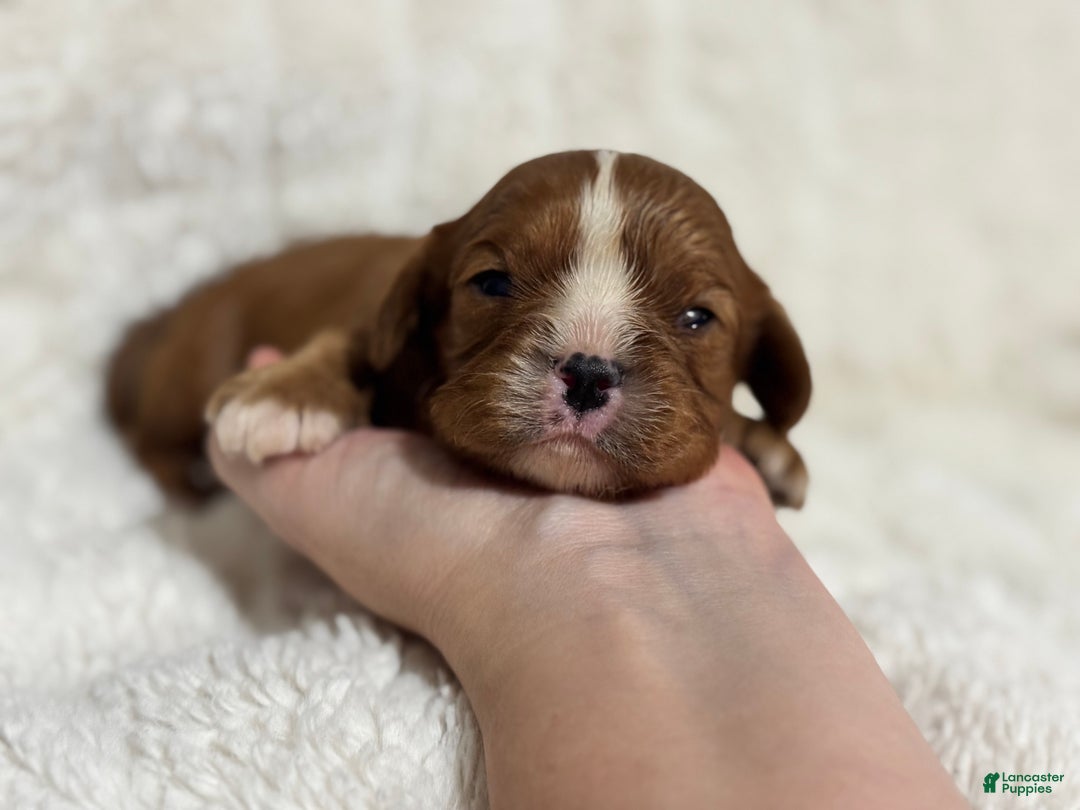Cavalier King Charles Spaniel dogs for sale: Finn - Ad 1