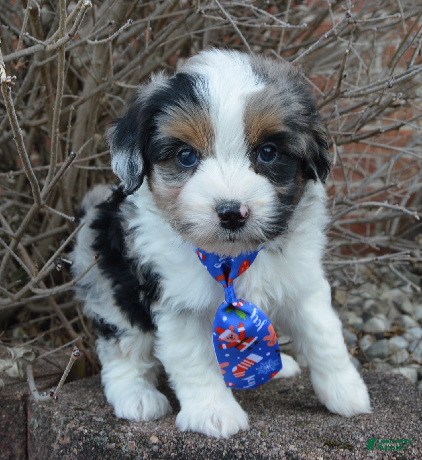 Mini Aussiedoodle dogs Toy Ace - Ad 3