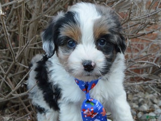 Mini Aussiedoodle dogs Toy Ace - Ad 6