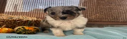 Mini Aussiedoodle dogs for sale: Dozer - Ad 4