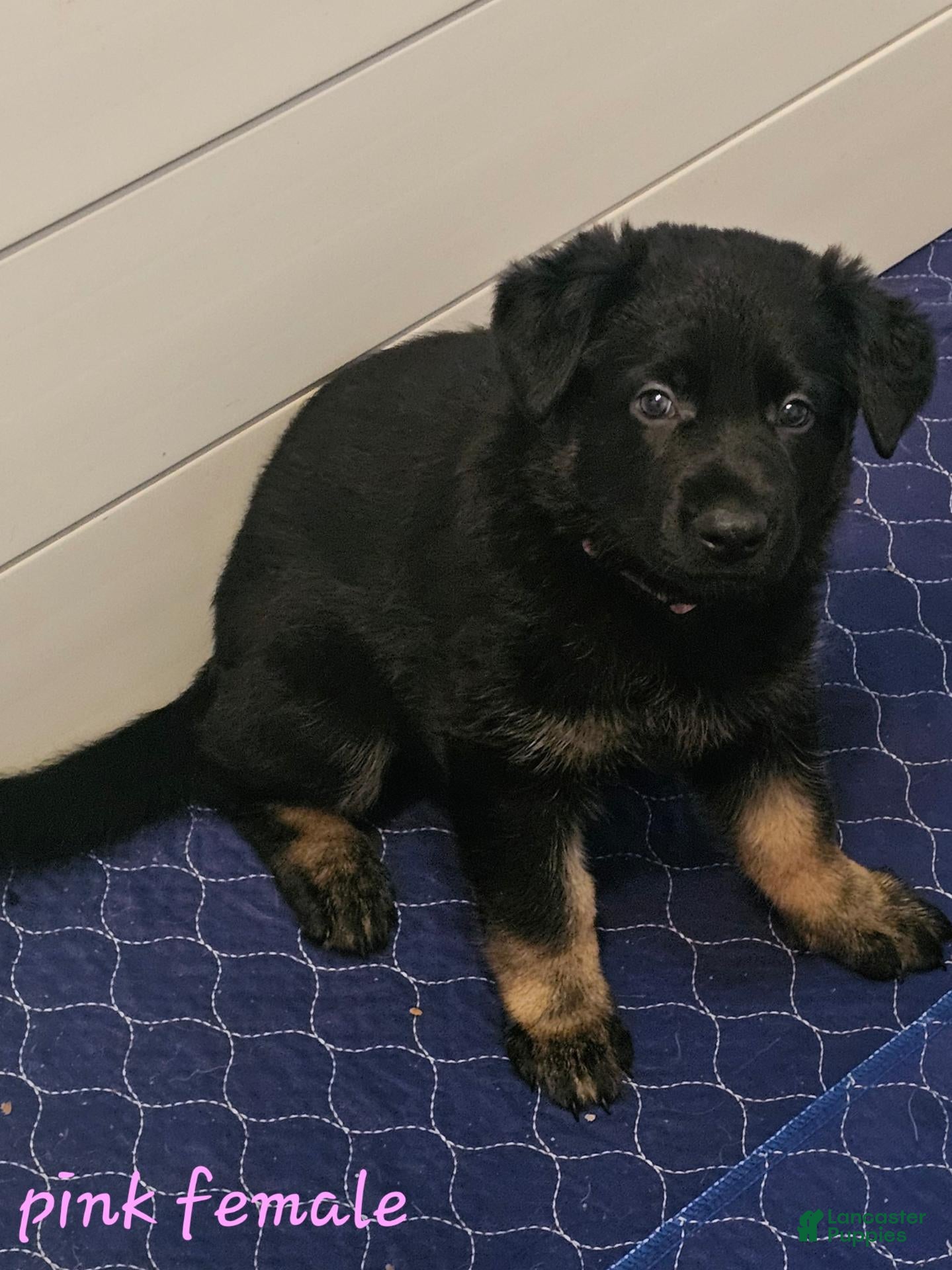 German Shepherd dogs for sale: Currently known as Pink collar - Ad 1