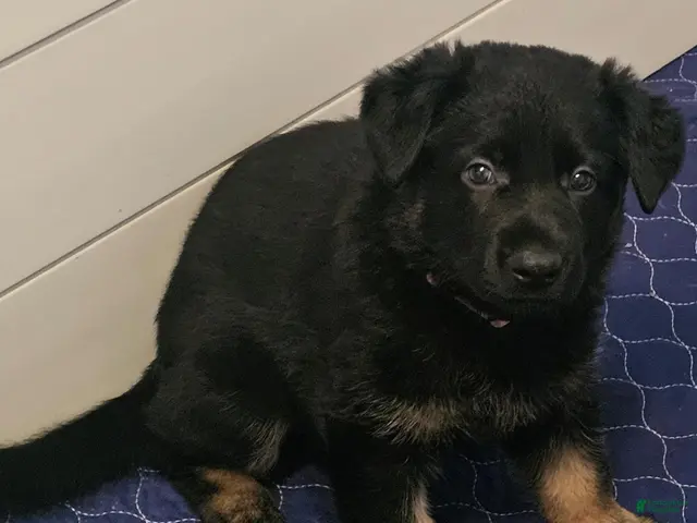German Shepherd dogs for sale: Currently known as Pink collar - Ad 1