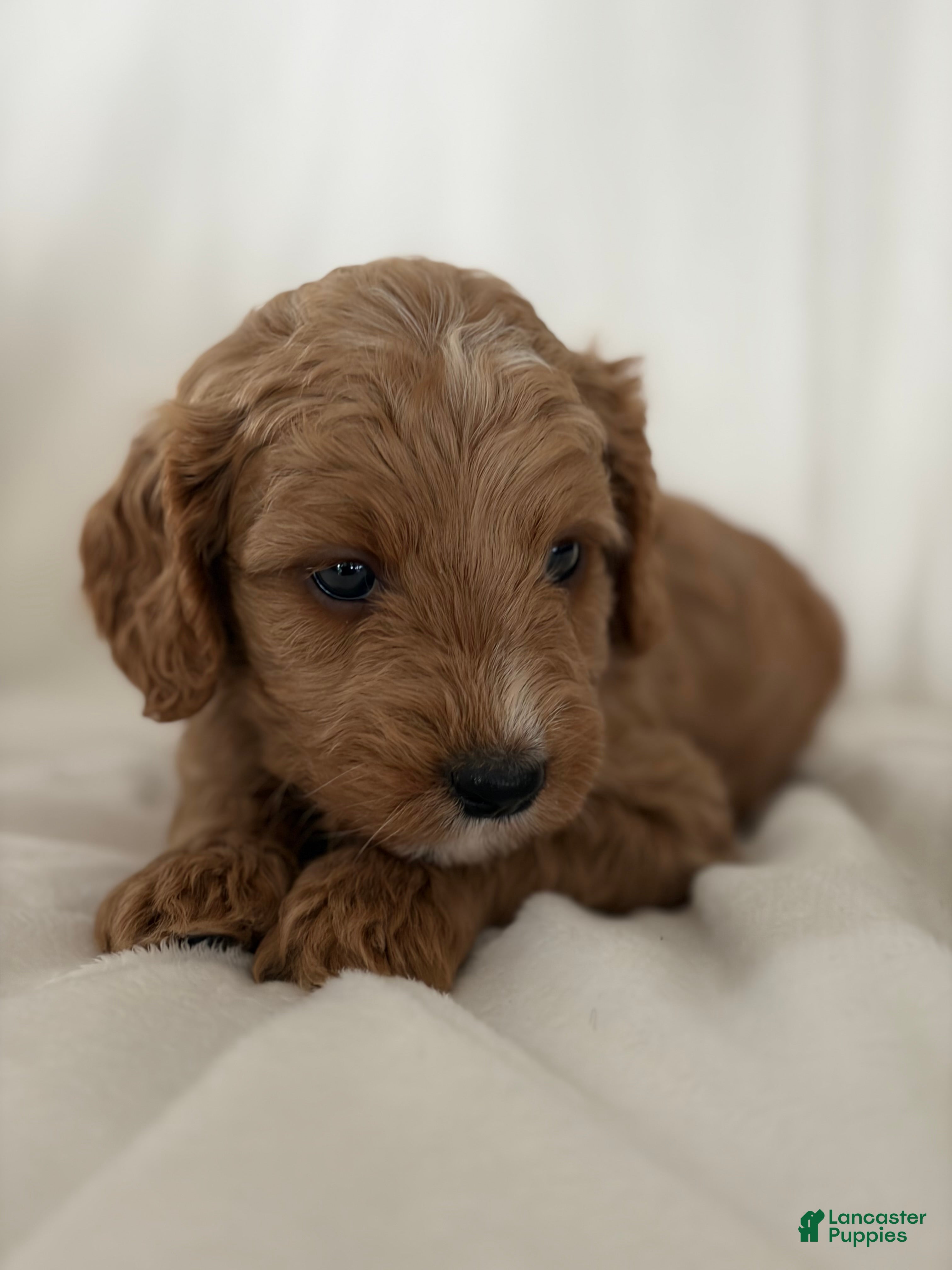 Cavapoo dogs Denali🩷 - Ad 1